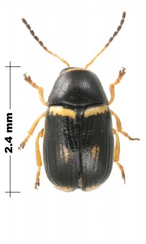 Réf. 185 140 : Cryptocephalus elegantulus
